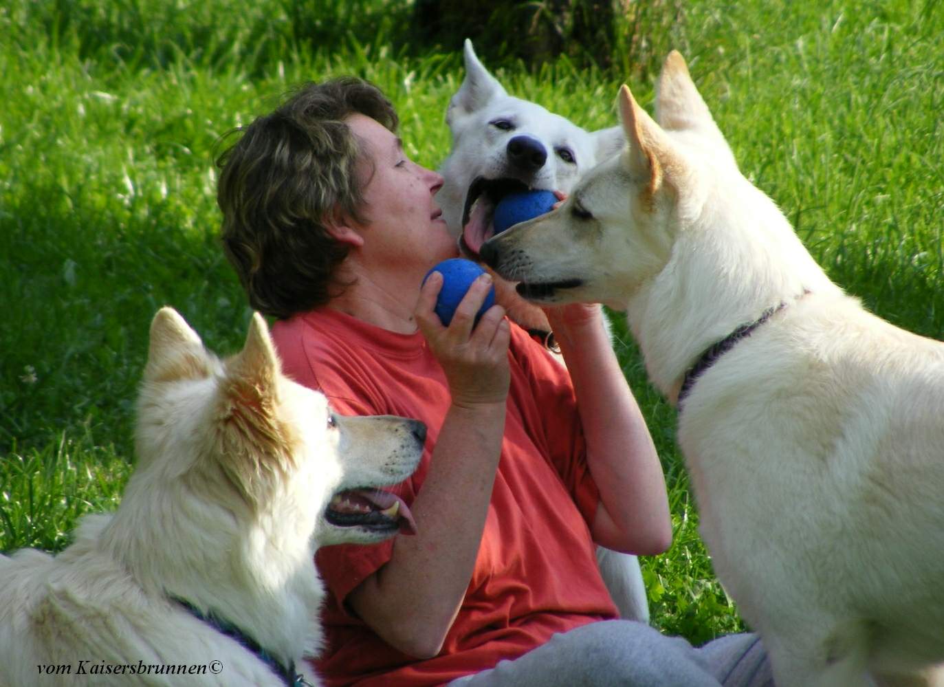 Weie Schferhunde Zucht vom Kaisersbrunnen