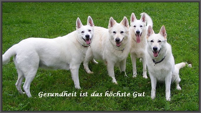Gesundheit Wei�e Sch�ferhund 