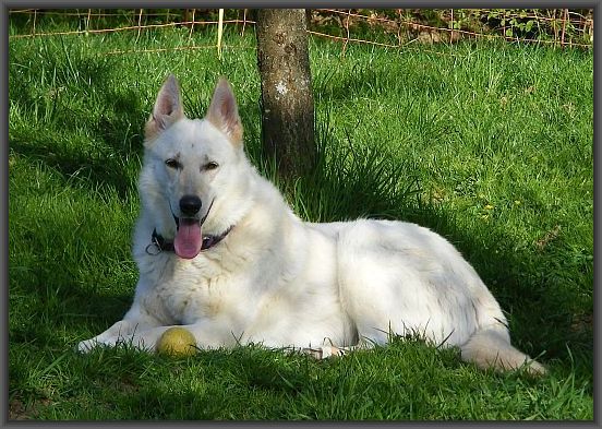 Weier Schweizer Schferhund - Hope mit Ball