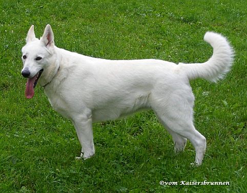 Weier Schferhund - Weisser Schweizer Schferhund - Berger Blanc Suisse