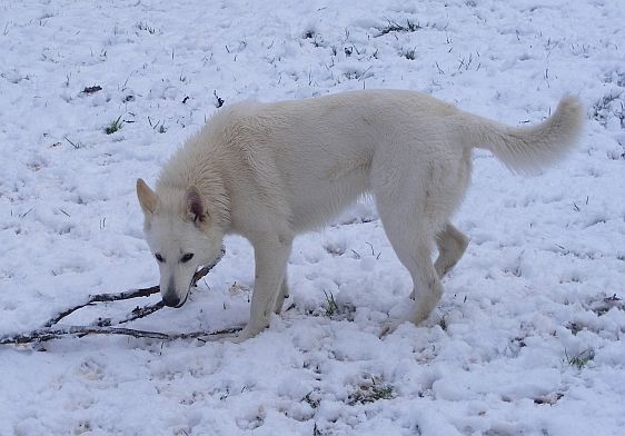 Weisser Schferhund Maggie im Schnee
