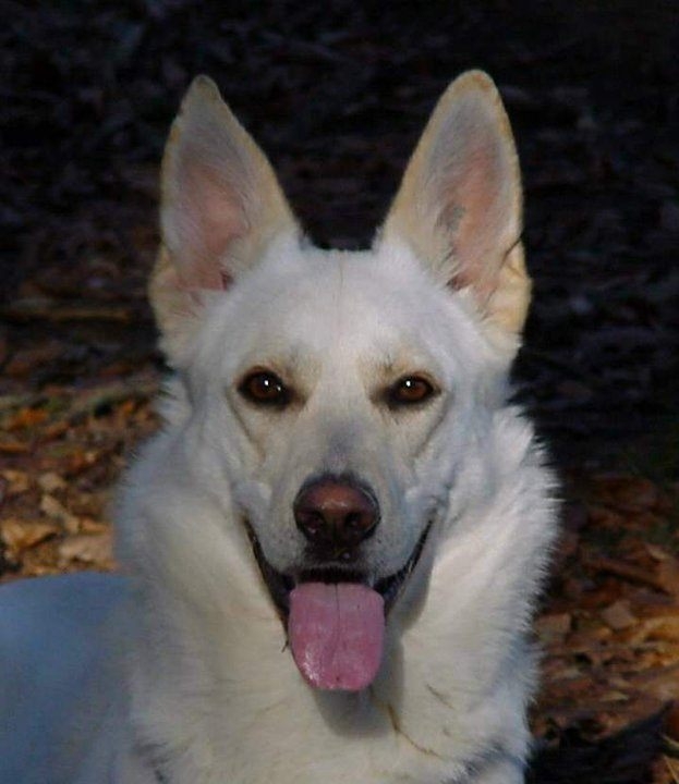 Weie Schferhunde und die Neosporose