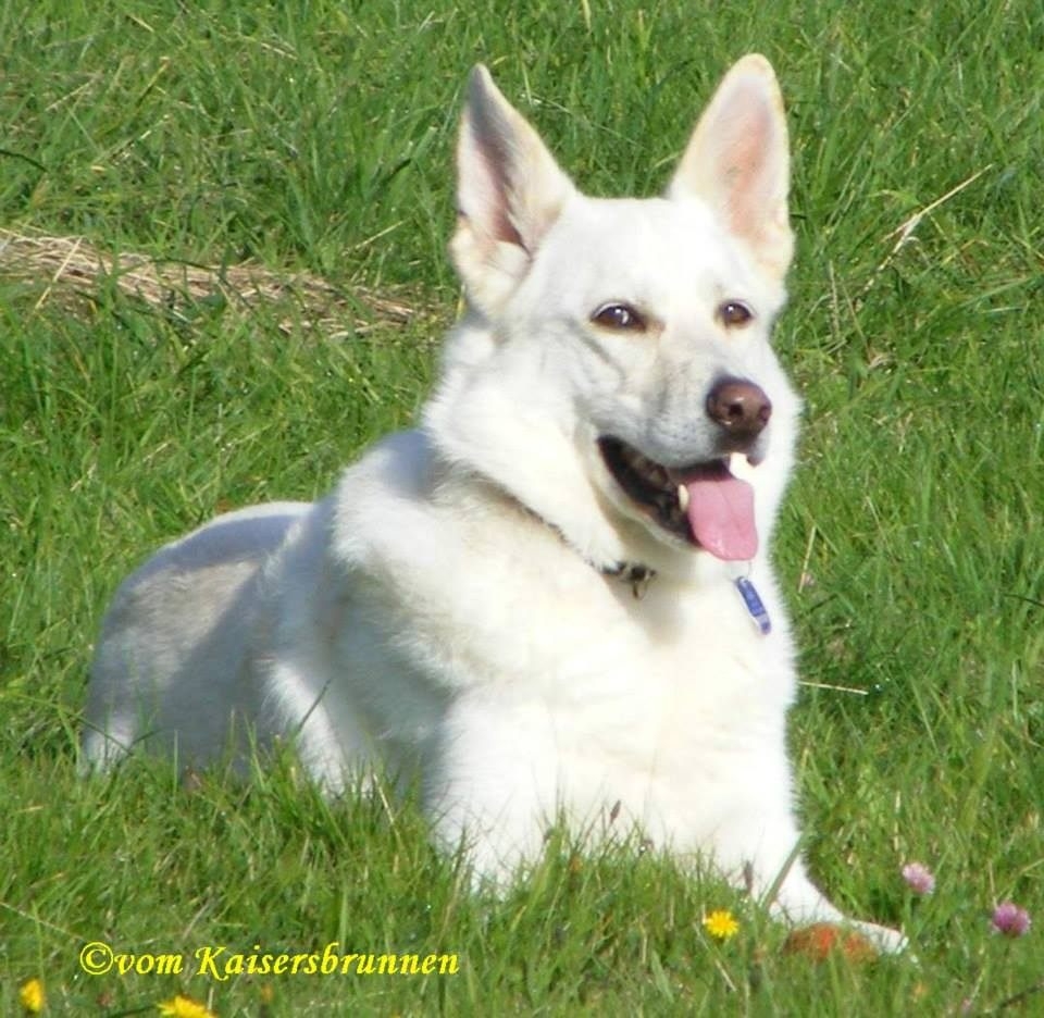 Weier Schweizer Schferhund Neospora Caninum 