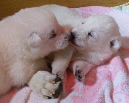 Speiser�hrenerweiterung Wei�e Schweizer Sch�ferhunde - Welpen - Mega�sophagus