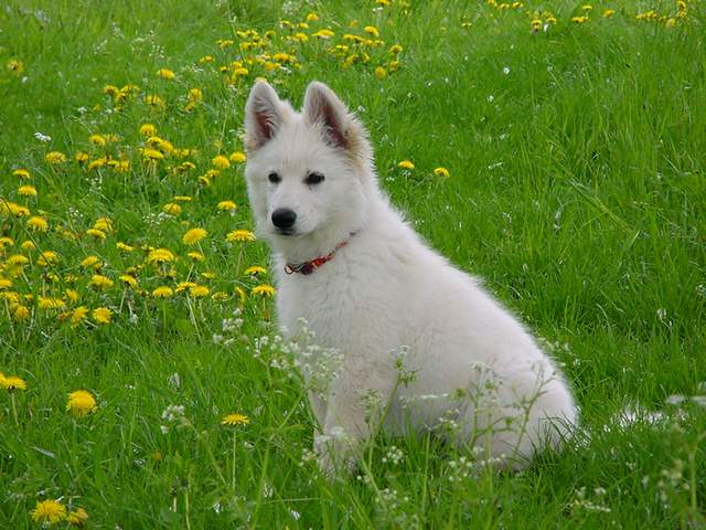 Erfahrungen Wei�e Sch�ferhunde Erfahrungsberichte u Erfahrung