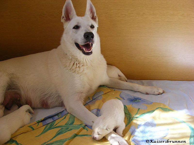 Embryonalentwicklung und Vitamin K1Entzündungen, Blutstillung