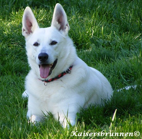 Häufig gestellte FragenVitamin KPhytomenadion K1Vitamin K2Formen