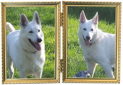 weisser sch�ferhund - z�chter - weisse sch�ferhunde - zucht