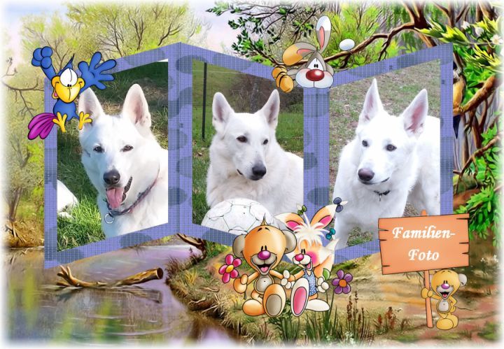 Wei�e Sch�ferhunde Familienfoto