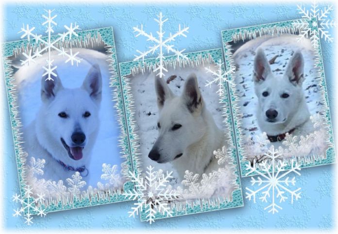 Wei�e Sch�ferhunde Familienfoto