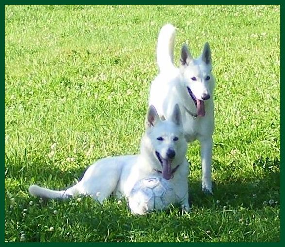 Weißer Schäferhund - Hundezucht . Weisser Schäferhunde