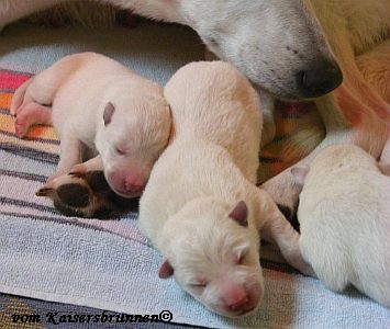 Weisse Schferhunde Welpen Anschaffen