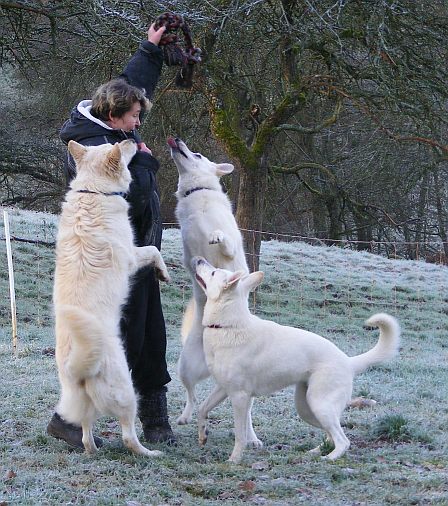 Weier Schferhund Auslauf 