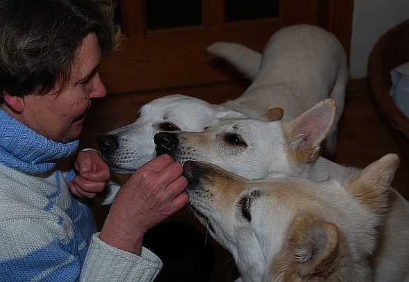 Familienhund Weisse Schweizer Schferhunde und Weier Schferhund