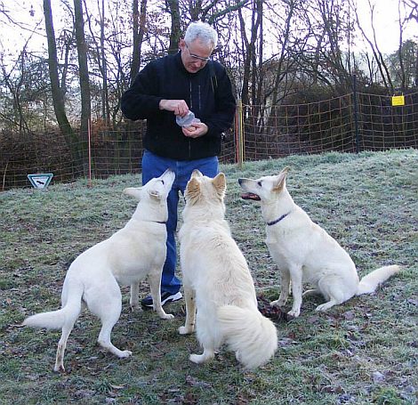 kaufen Weie Schweizer Schferhunde