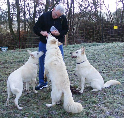 Weier Schweizer Schferhund Anschaffung