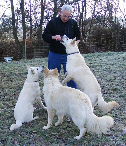 Weisse Schweizer Schferhunde Kauf und Anschaffung