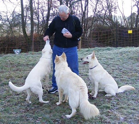 Voraussetzungen Kauf und Anschaffung Weier Schweizer Schferhund Welpen