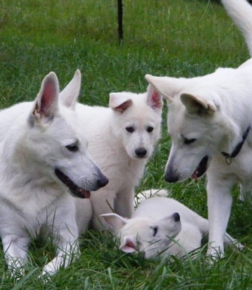 Weie Schferhunde Welpen kaufen