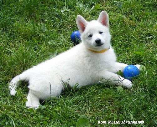 Weisser Schweizer Schferhund Welpen Beschftigung