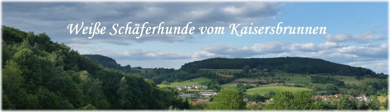 Wei�e Sch�ferhunde - Zucht - Aschaffenburg - Bayern