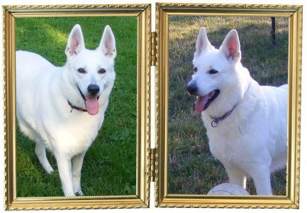 Weisser Sch�ferhund -Z�chter - wei�e sch�ferhunde - Welpen - sch�ferhunde - zucht