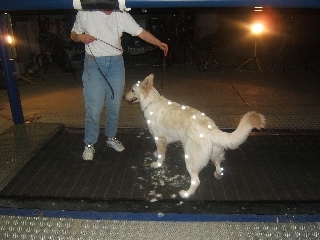 Fortbewegung des Hundes Bewegungsablauf Rassehund Weiße Schäferhunde