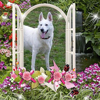 Wei�er Sch�ferhund Google Suche Wei�e Sch�ferhunde