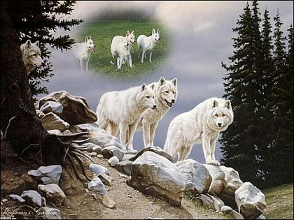 Weisser Schäferhund und alle Weiße Schäferhunde