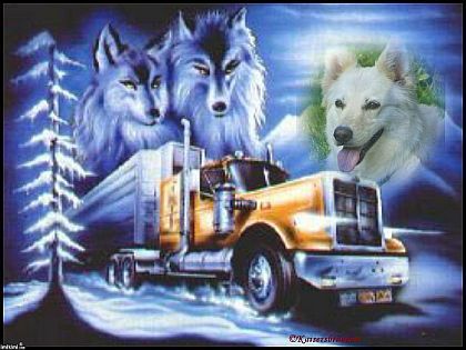 Weißer Schaeferhund im Wolfsbild