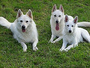 Weiße Schäferhunde - Weißer Schäferhund was zum Grinsen