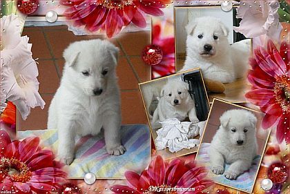 Wei�e Sch�ferhunde - Welpen - Wei�er Sch�ferhund - Welpen