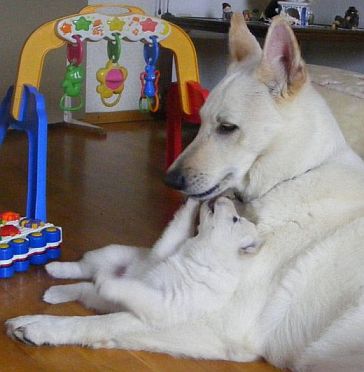 Pr�gung Wei�e Sch�ferhunde - Welpen Pr�gung beim Z�chter - Wei�er Sch�ferhund - Wei�er Schweizer Sch�ferhunde