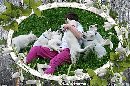 Welpen - Wei�e Sch�ferhunde - Wei�e Sch�ferhunde - Z�chter 
