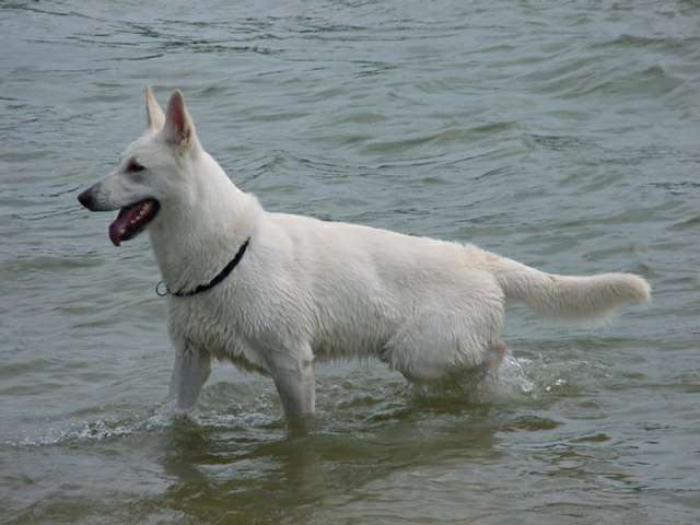  Weier Schferhund - Weisse Schferhunde