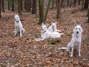 Wei�e Sch�ferhunde vom Kaisersbrunnen