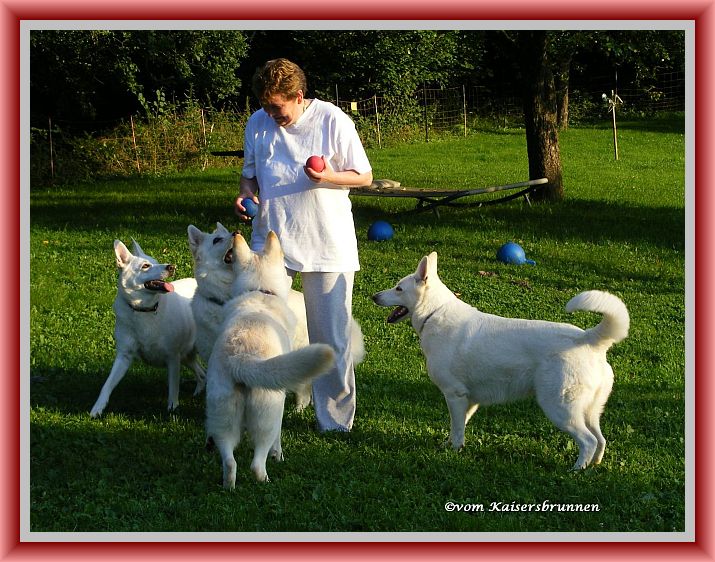 Weie Schferhunde Rudel vom Kaisersbrunnen im Spiel