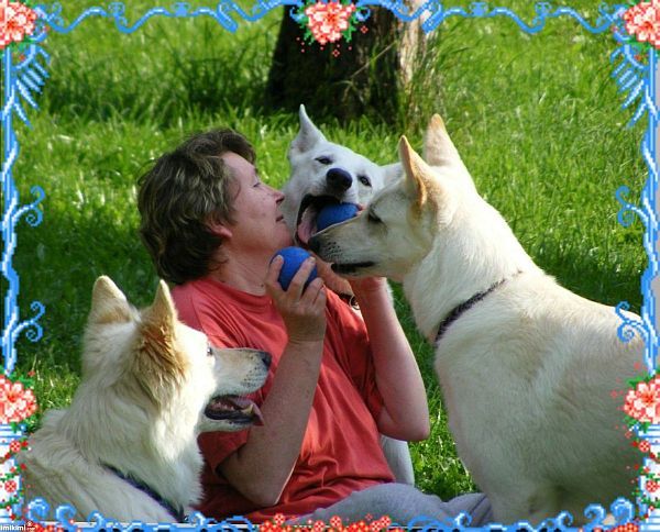 Z�chter - Wei�er Sch�ferhund - Welpen - Wei�e Sch�ferhunde - Zucht- Wei�er Sch�ferhund 